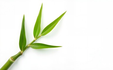 Fototapeta premium Bamboo leaves isolated on white background. High quality