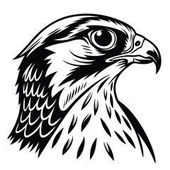 Black and white hawk head exhibits strong features in this detailed line drawing