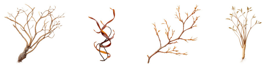 Fototapeta premium Naturally Weathered Branches and Twigs