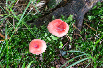 Poisonous red fungus.