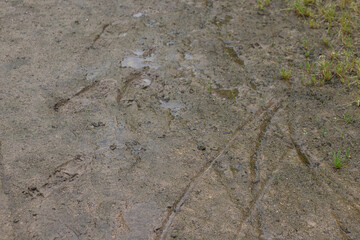 It had rained and the ground was soggy.