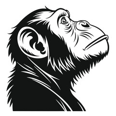 Black chimpanzee gazes upwards, exhibiting detailed fur texture in the monochrome stylistic rendering