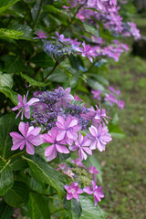 Fototapeta premium Beautiful pastel-colored petals of hydrangea