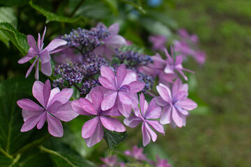Beautiful pastel-colored petals of hydrangea