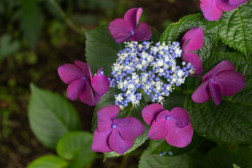 Beautiful pastel-colored petals of hydrangea