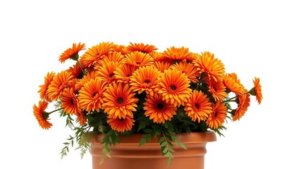 Fototapeta premium Vibrant orange chrysanthemums in a large terracotta pot, isolated on white, photography, bloom