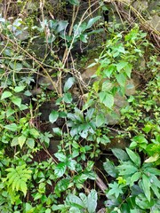 A vibrant cascade of diverse green plants and tangled vines completely covers a rocky surface, showcasing nature's untamed and lush texture.