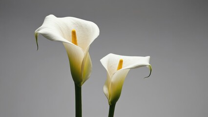 Elegant calla lilies in minimalist studio setting floral calm environment perspective