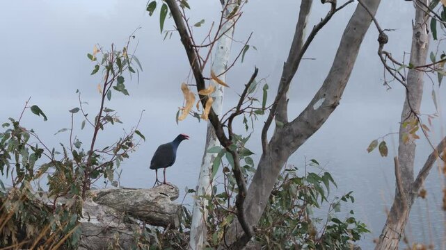 An Australasian Swamphen (Porphyrio melanotus) stands on a fallen tree branch by the misty banks of Goulburn River in Nagambie, Australia. Concepts of Australian wildlife, environmental conservation
