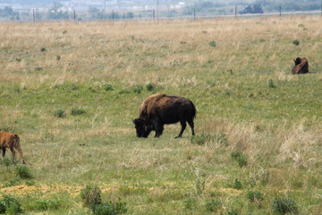 bison in yellowstone national park