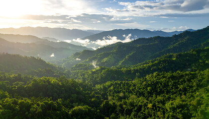 Fototapeta premium Mountain Vista- Lush Green Forest, Aerial View