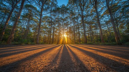 Fototapeta premium Sunlight streams through a forest canopy, casting long shadows on a dirt road
