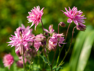 Closeup of the Aquilegia vulgaris, Clementine Salmon Rose or Columbine. Pink flowers in the garden....