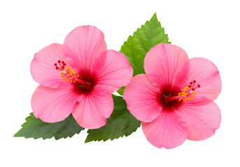 Pink hibiscus flower isolated on white or transparent background. PNG