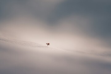 beautifully minimalistic image capturing single unexpected moment that evokes surprise ample copy space surrounds focal