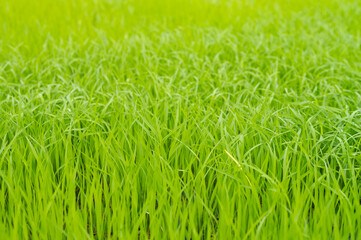 Green rice fields are growing