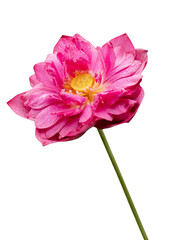 Red lotus in full bloom on white background