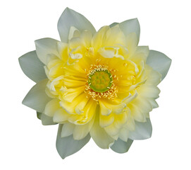 Yellow lotus flowers are in full bloom