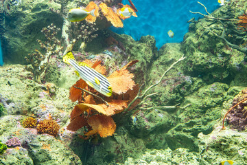 Underwater scene with vibrant coral formations where diverse tropical fish species swim through...