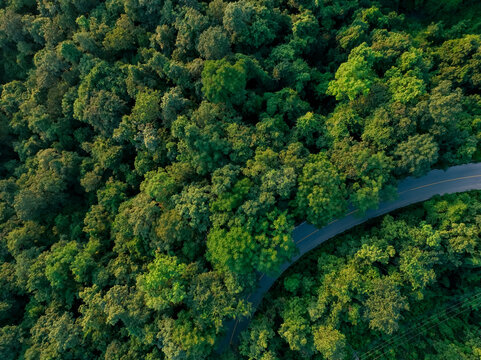 Fototapeta Aerial view of dense green forest trees capturing CO2 alongside curved highway road. Carbon neutrality and sustainable environment concept for climate change awareness and carbon credit marketing.