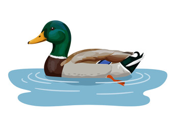 A male mallard duck floats serenely on blue water with concentric ripples around it