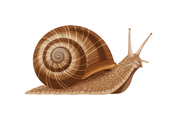 A snail is shown with a brown striped shell and two long antennae on a white background