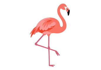 Pink flamingo standing on one leg blacktipped beak