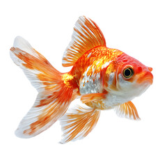 Vibrant goldfish swimming gracefully in clear water, showcasing its colorful fins and scales