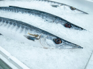 Fresh Barracuda or Seapike for sale at Fish market.