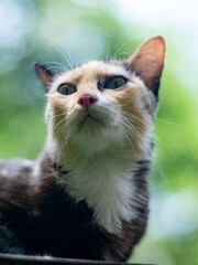 portrait of cute calico cat with green eyes with nature green bokeh background.