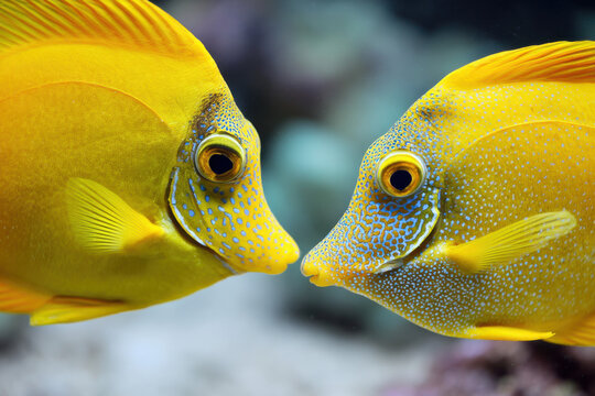 Two yellow tangs, face to face