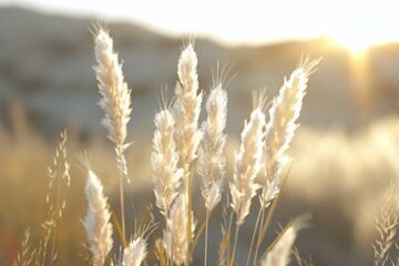 Obraz premium Distinct grains in sunlight