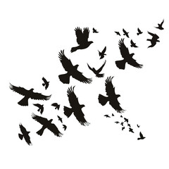 Obraz premium Silhouette of flock of flying birds isolated , black silhouettes isolated on white background