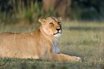  Lion lies in the grass in National park of Kenya
