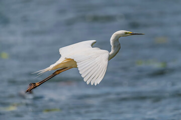 White heron, Great Egret, fly on the lake background. Water bird in the nature habitat