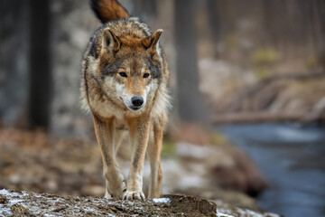 Wolf standing outdoors near the river. European timber wolf Canis Lupus in natural habitat