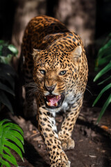 A fierce leopard prowls through lush greenery, showcasing its striking coat in a dense forest habitat during daylight hours