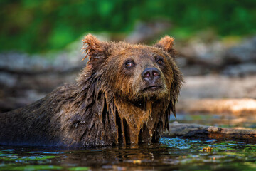Wild brown bear in the forest river. Animal in natural habitat. Wildlife scene