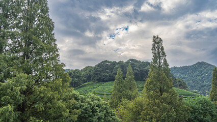 Tea plantations on the hill. Rows of green bushes on the slope. Trees in the foreground. Clouds in the sky. China. Tea Estate. Hangzhou   
