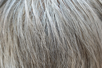closeup of white hair  texture background.