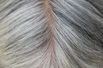 closeup of white hair  texture background.