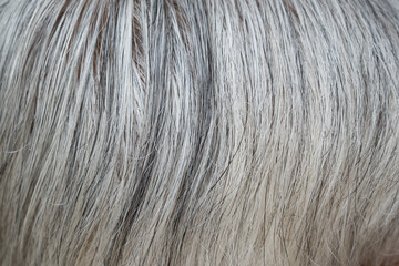 closeup of white hair  texture background.