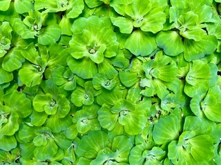 Water lettuce , green leaves background.