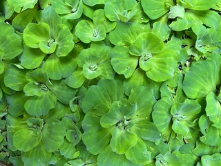 water lettuce ,green leaves background.