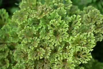 Lush green leaves of the spike moss form dense, fern-like clusters with a soft texture and vibrant...