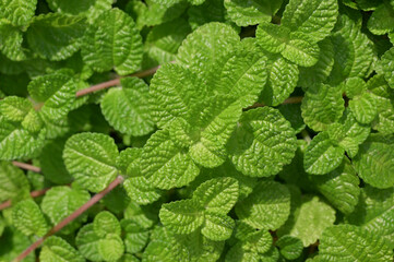 A dense bunch of vibrant green mint leaves, with textured surfaces, fills the frame under natural...