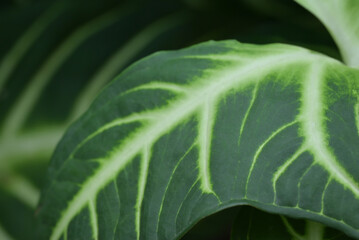 A close-up of two large, dark green leaves with striking white or light green veins, overlapping slightly to create a natural pattern