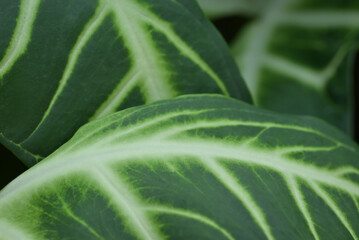 A close-up of two large, dark green leaves with striking white or light green veins, overlapping slightly to create a natural pattern