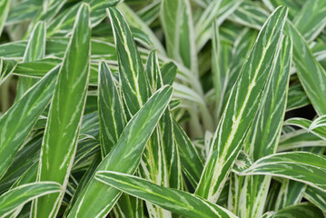 A tropical plant with vibrant green and white striped leaves of a variegated plant, creating a lively and textured natural pattern