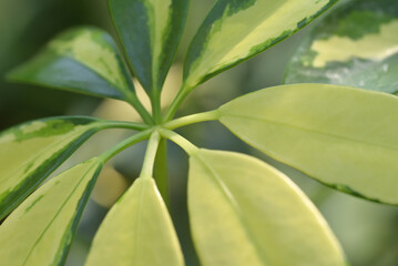 A close-up of Schefflera (Umbrella Tree) leaves, showcasing their radial arrangement and variegated shades of green and pale yellow, is an ornamental plant for garden decoration